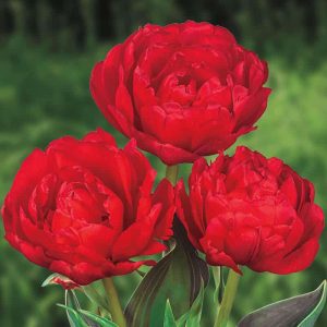 Tulipa Redwood 5 buc