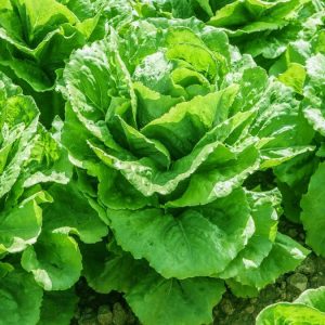 Salata attraction