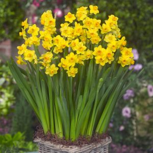 Narcise Summer Daffodil 5 buc