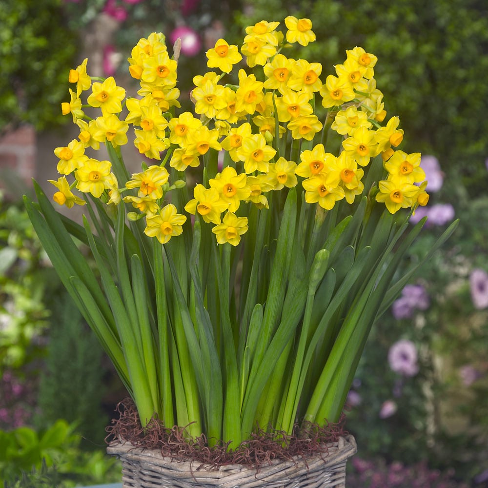 Narcise Summer Daffodil 5 buc