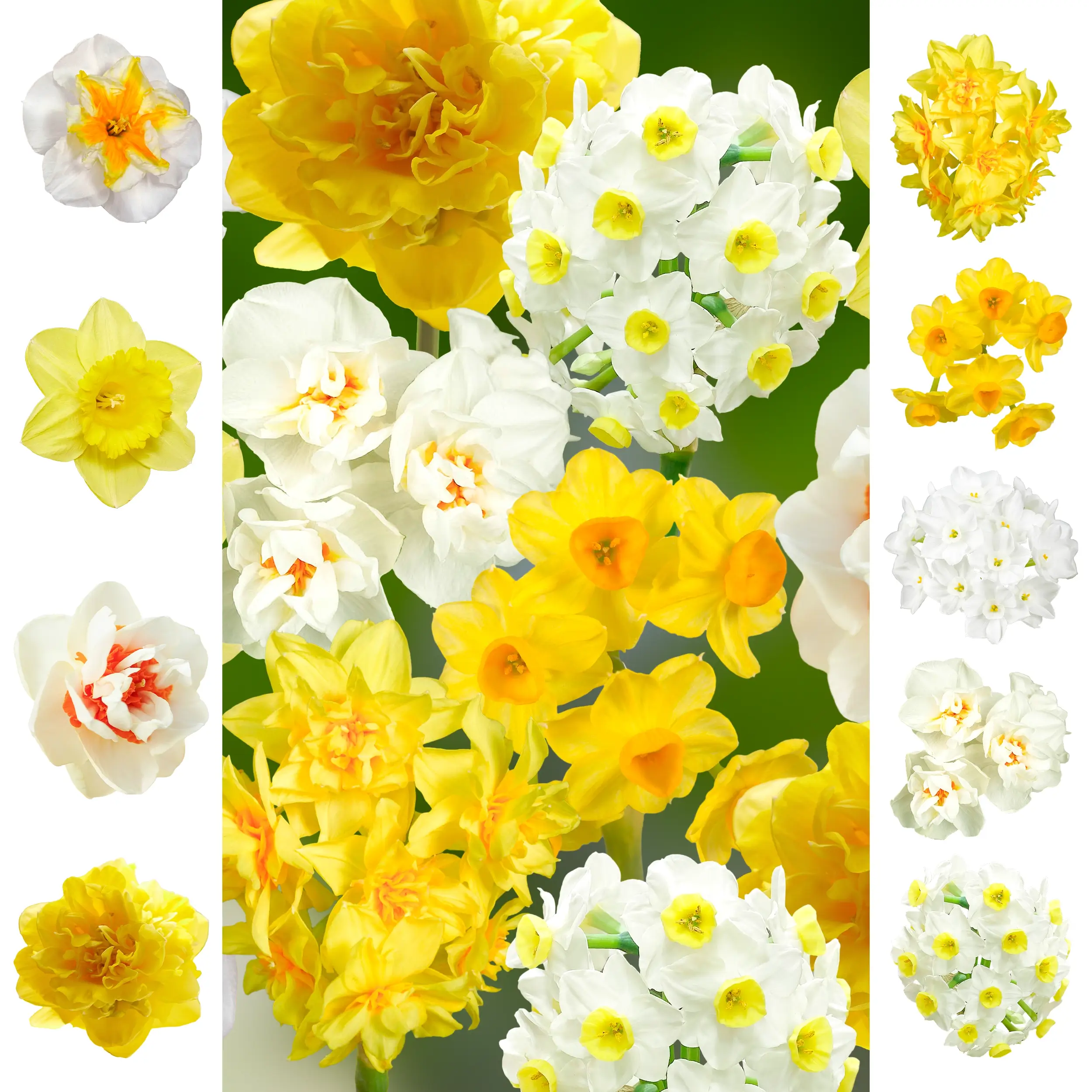 Narcissen Collection 2025 Rainbow 27 de bulbi