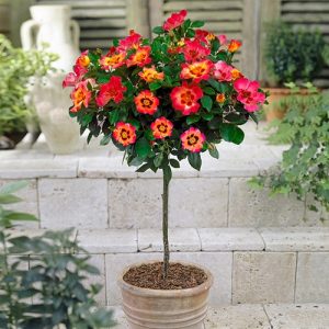 Trandafir pomisor Babylon Eyes