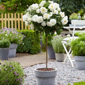 Trandafir pomisor kristall alb