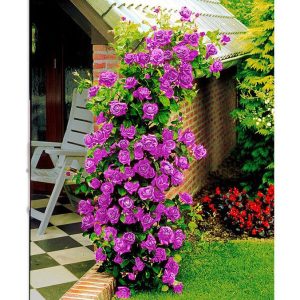 Trandafir urcator Othello violet