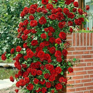 Trandafir urcator Rosu Paul’s-Scarlet 1 buc