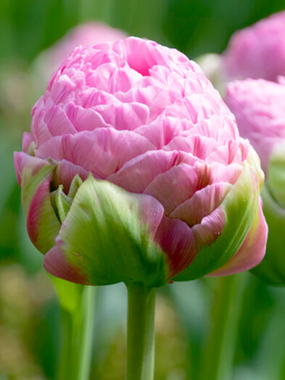 Tulip Strawberry Cream 5 buc