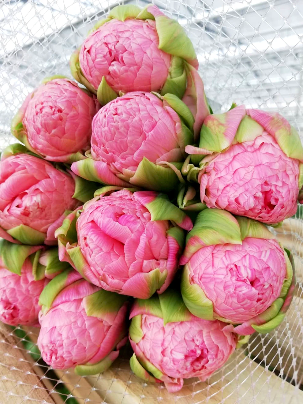 Tulip Strawberry Cream 5 buc - imagine 3
