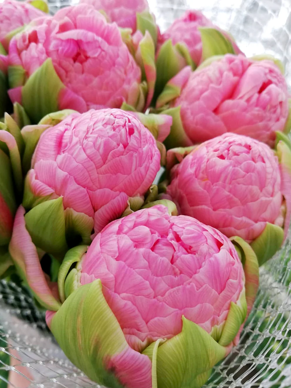 Tulip Strawberry Cream 5 buc - imagine 2