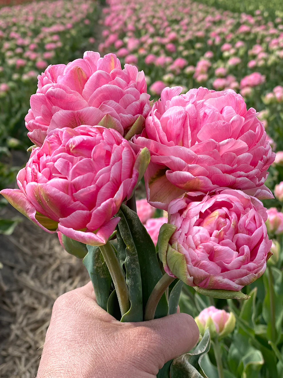 Tulip Strawberry Cream 5 buc - imagine 4