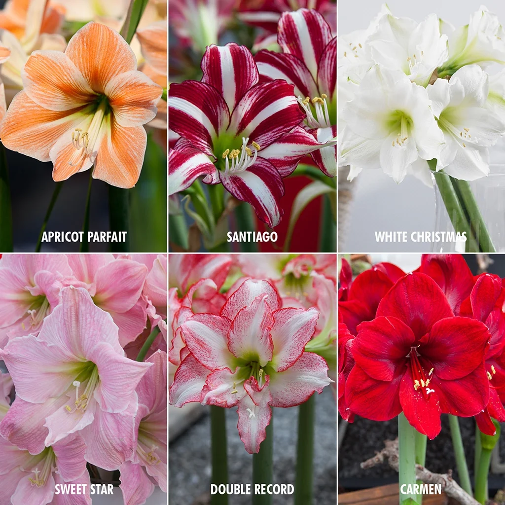 set de 6 bulbi amaryllis