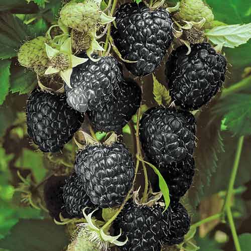 Zmeur negru (mare, pe rod)