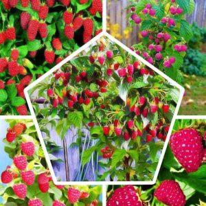 Zmeură, amestec de 5 soiuri „Fairy Garden” (Fairy Garden) 5buc într-un set