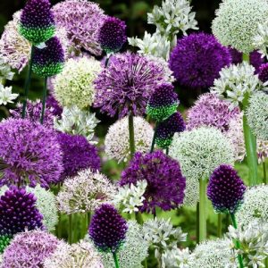 Pachet maxi 20 alium mix