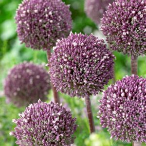 Ceapa Decorativa(Alium) 'Summer Drummer 3 buc