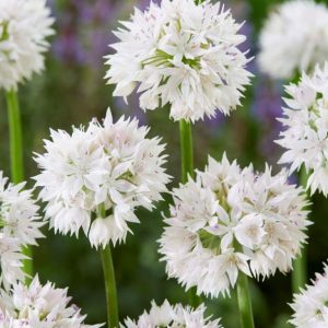 Ceapa Decorativa(Alium) 'Graceful 3 buc