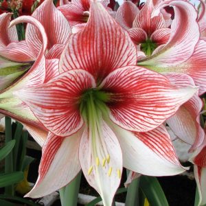 Amaryllis Ambiance 1 buc