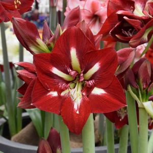 Amaryllis Barbados 1 buc