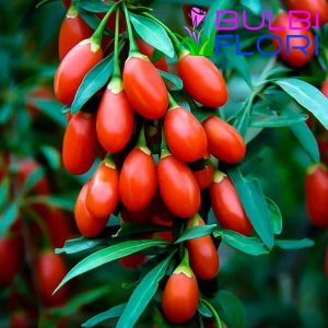 arbust goji Lycium Barbarum