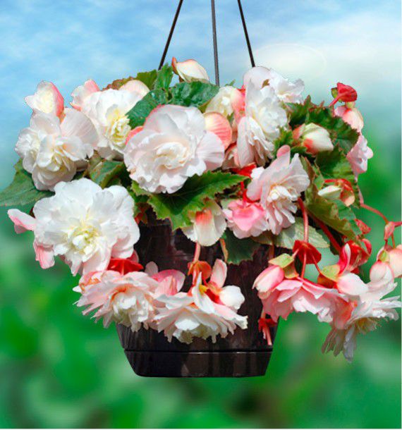 begonia cascade odorata angelique curgatoare 3 buc