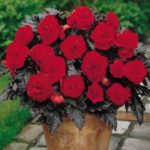 begonia swetzerland 3 buc