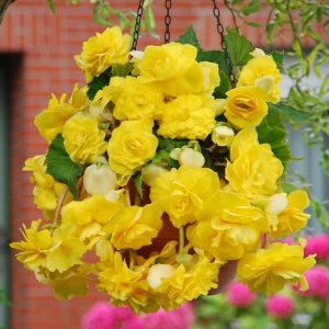 begonia yellow curgatoare 3 buc