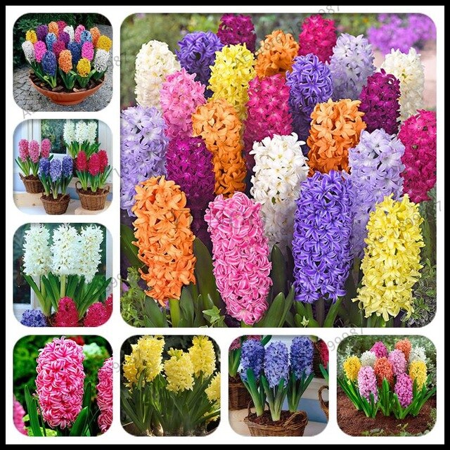 Bulbi de zambile mixt 100 buc