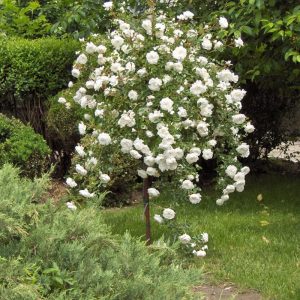 Trandafir pomisor plangator dyamant