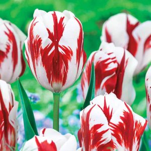 Tulipa Grand Perfection 5 buc