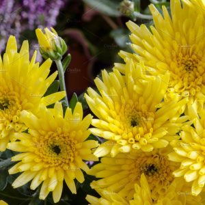 Butasi Crizantema de gradina galben 3 buc