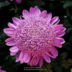 Butasi Crizantema de gradina macetta 3 buc