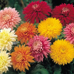 Butasi Crizantema de gradina mix 5 buc