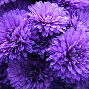 Butasi Crizantema de gradina purple mums 3buc