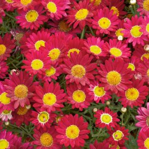 Butasi Crizantema de gradina red single 3buc