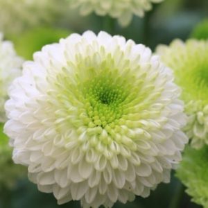 Butasi Crizantema de gradina white-green 3 buc