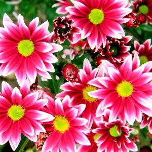 Crizanteme de gradina love graden