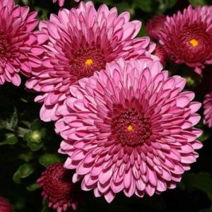 Radacina Crizanteme de gradina pink