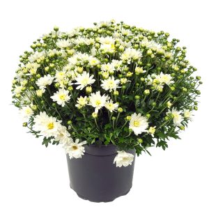 butasi Crizantema bila white 3 buc