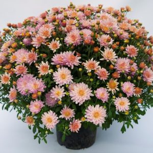 butasi Crizantema bradicamp 3 buc