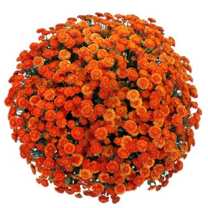 butasi Crizantema canco orange 3 buc