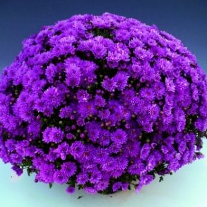 butasi Crizantema jantesdi 3 buc