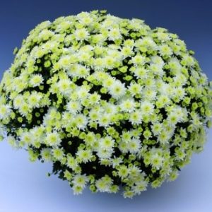 butasi Crizantema p. multiflora 3 buc