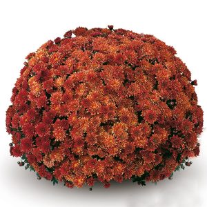 radacina Crizantema padre orange 3 buc