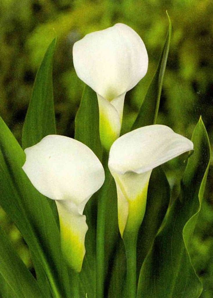 Cale Zantedeschia Elegant Swan 3 buc
