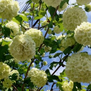 Flori plante ornamentale