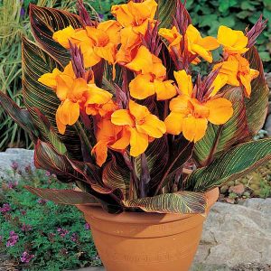 canna de ghiveci gold 1 buc