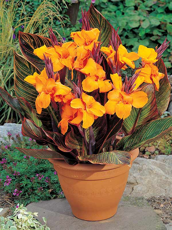 canna de ghiveci gold 1 buc