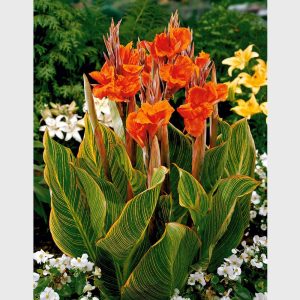 canna de ghiveci orange 1 buc