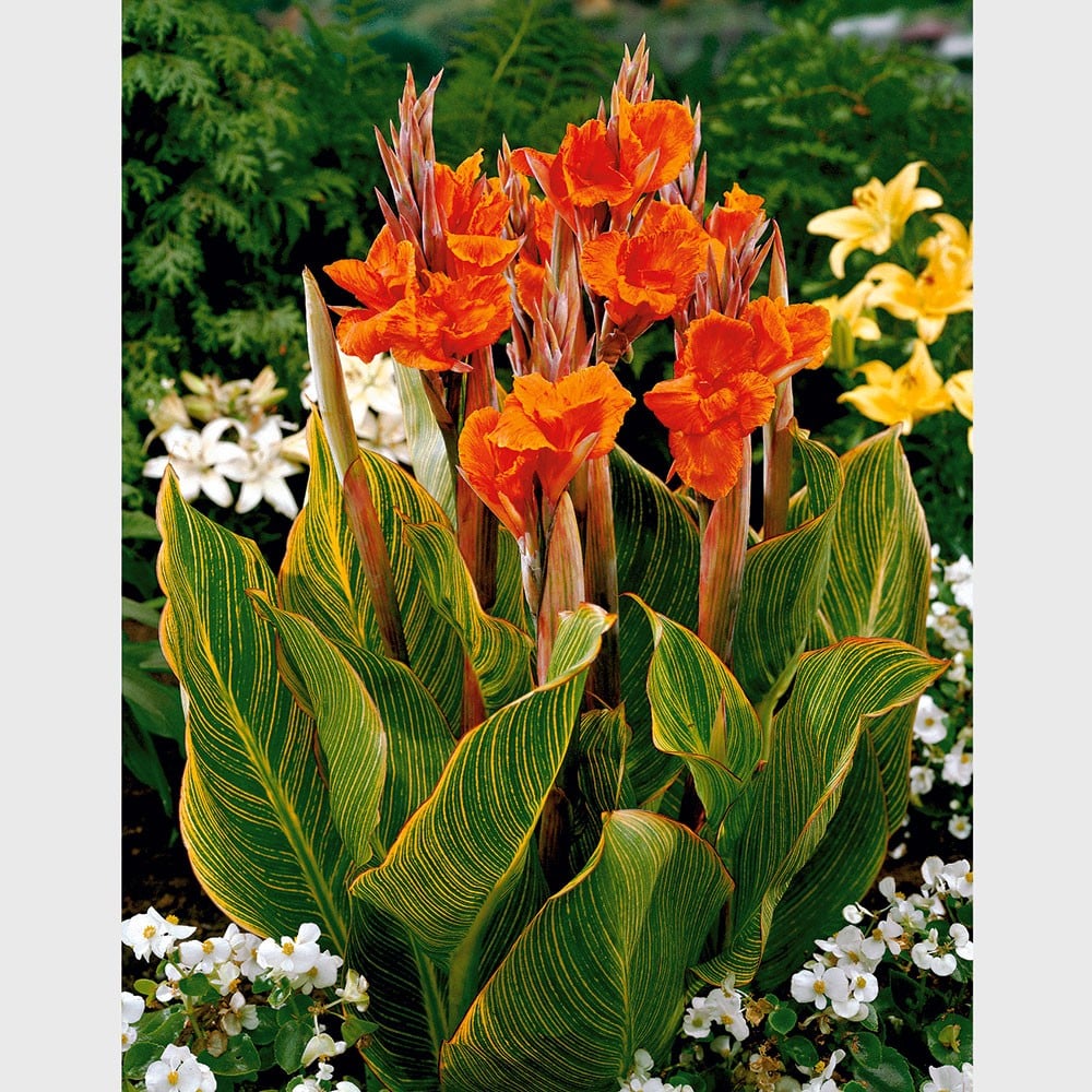 canna de ghiveci orange 1 buc