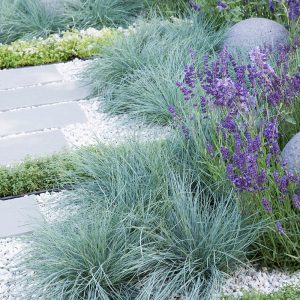 Iarba albastra (Festuca glauca Festina) - ghiveci