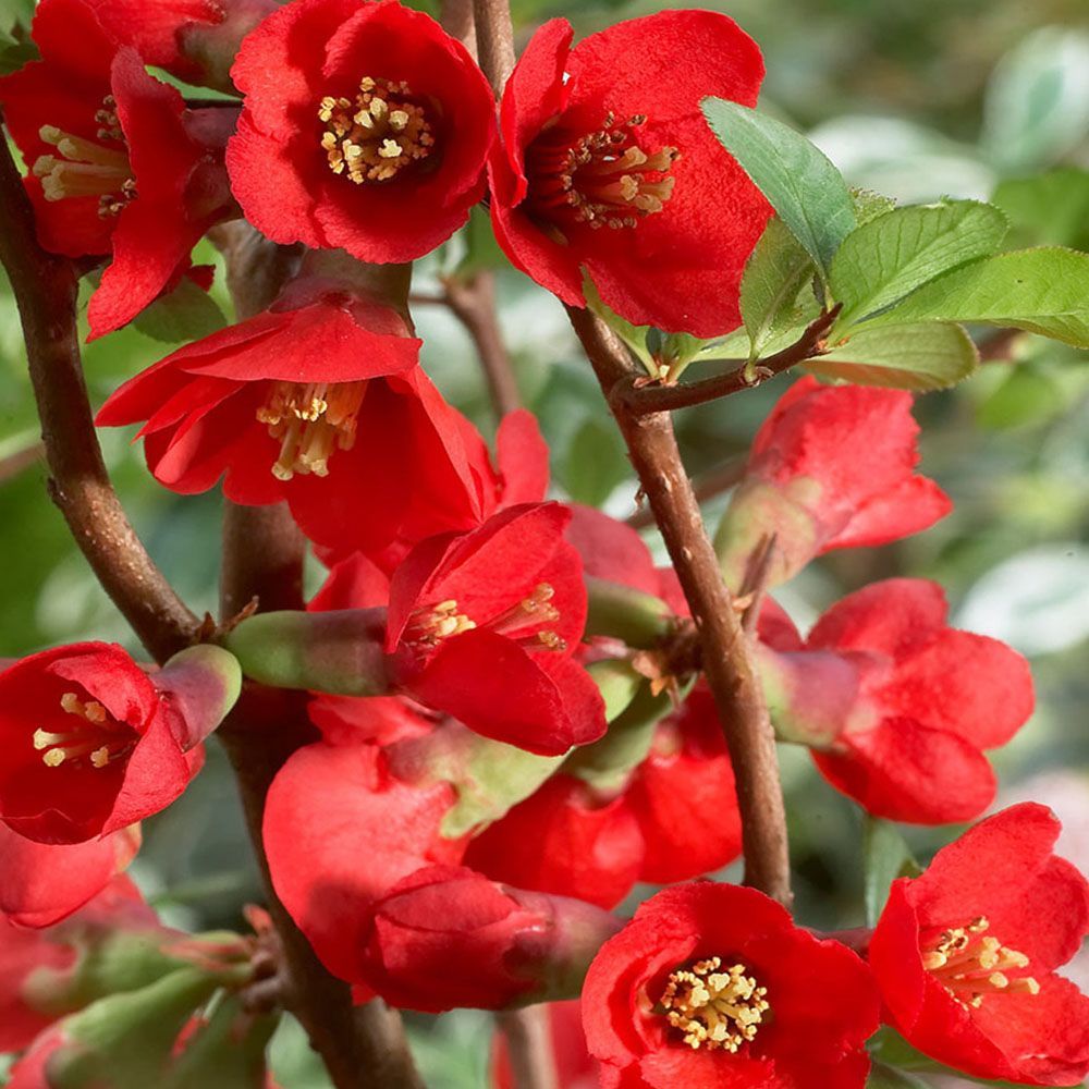 Gutui japonez (chaenomeles japonica) rosu| inaltime 100 cm - imagine 2
